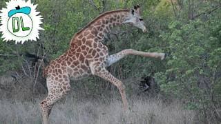 10 Animals to Ever Exist
